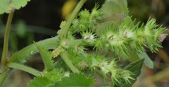 Acalypha ostryifolia