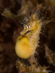 Hippocampus breviceps