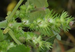 Acalypha ostryifolia