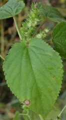 Acalypha ostryifolia