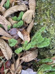 Lycopodiales