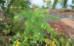 Ailanthus altissima