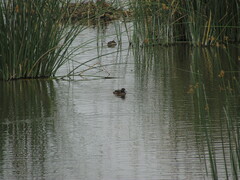 Heteronetta atricapilla