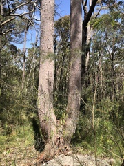 Angophora costata