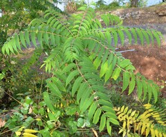 Ailanthus altissima