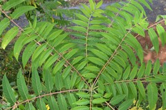 Ailanthus altissima