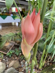 Etlingera elatior