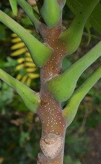Ailanthus altissima
