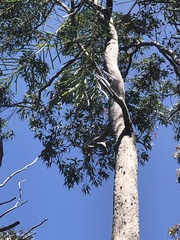 Angophora costata