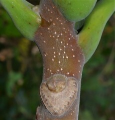 Ailanthus altissima