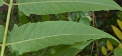 Ailanthus altissima