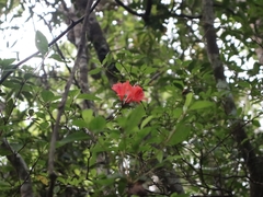 Rhododendron simsii