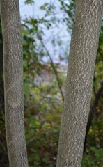 Ailanthus altissima