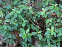 Rhododendron simsii