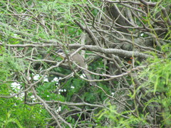 Coccyzus melacoryphus