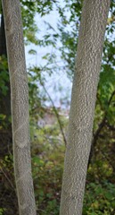 Ailanthus altissima