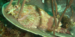 Scorpaenopsis oxycephalus