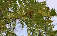 Ailanthus altissima