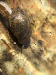 Physa