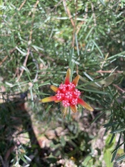 Lambertia formosa
