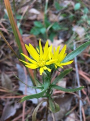 Grindelia lanceolata