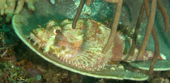 Scorpaenopsis oxycephalus