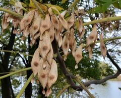 Ailanthus altissima