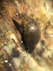 Physa
