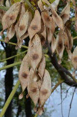 Ailanthus altissima