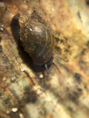 Physa