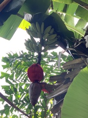 Musa × paradisiaca