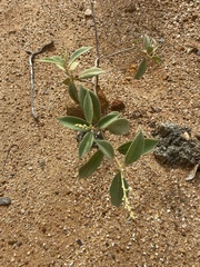 Varronia cylindrostachya