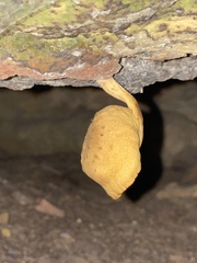 Cyptotrama chrysopepla