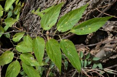 Celtis laevigata