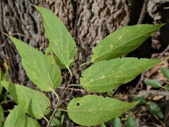 Celtis laevigata