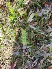 Echinopogon caespitosus