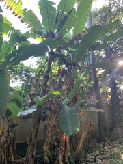 Musa × paradisiaca