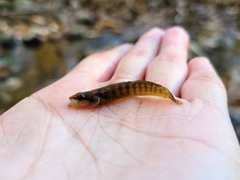 Etheostoma flabellare