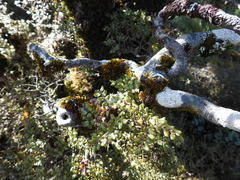 Nothofagus cliffortioides