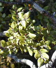 Nothofagus cliffortioides