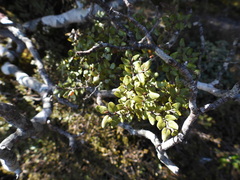 Nothofagus cliffortioides