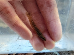 Etheostoma flabellare