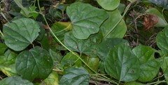 Cocculus carolinus