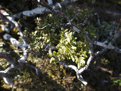 Nothofagus cliffortioides