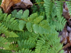 Dryopteris cristata