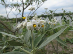 Solanum granulosoleprosum