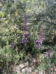 Comesperma