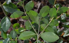 Ligustrum sinense