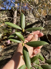 Rhododendron minus