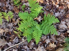 Dryopteris cristata